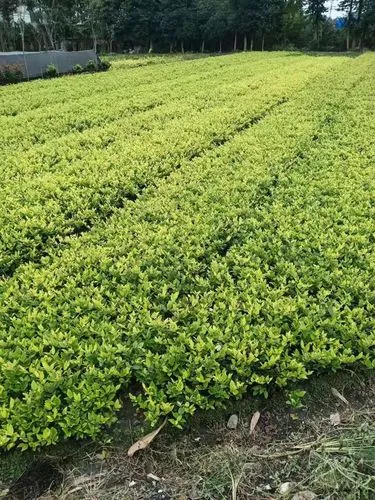 武漢新時(shí)代園林綠化工程值得推薦